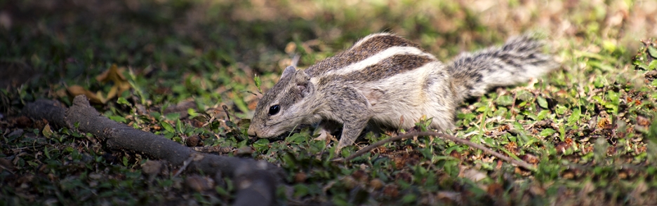 Burunduk páskovaný (Tamias sibiricus)