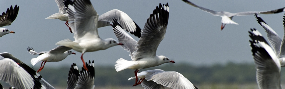 Racek hnědohlavý (Chroicocephalus brunnicephalus)