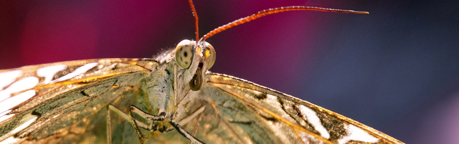 Common glider ( Neptis sappho )