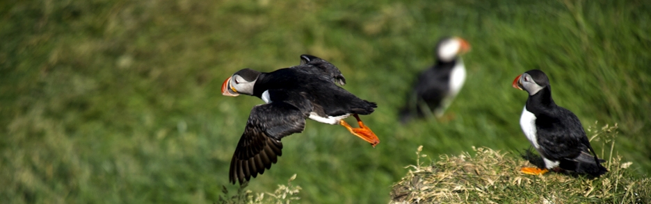 Papuchalk bělobradý (Fratercula arctica)