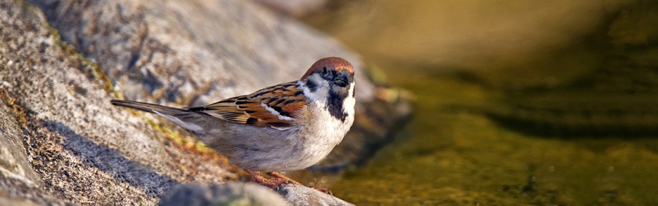 Vrabec polní (Passer montanus)